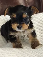 Barbara Ann, a female Yorkshire Terrier for sale in Bristol, VA – 4 of 8