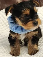Chester, a male Yorkshire Terrier for sale in Bristol, VA – 7 of 8