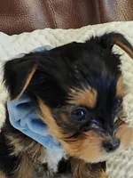 Chester, a male Yorkshire Terrier for sale in Bristol, VA – 5 of 8