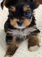 Barbara Ann, a female Yorkshire Terrier for sale in Bristol, VA – 2 of 8