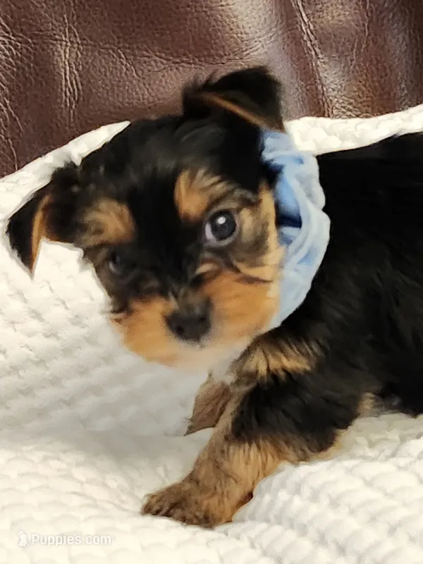 Chester – Yorkshire Terrier puppy for sale in Bristol, VA