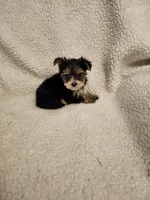 Reece, a female Yorkshire Terrier for sale in Bristol, VA – Photo 3 of 6