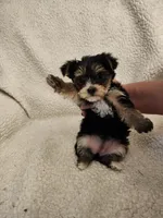 Reece, a female Yorkshire Terrier for sale in Bristol, VA – Photo 4 of 6