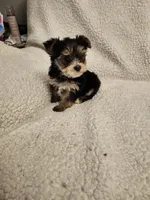 Reece, a female Yorkshire Terrier for sale in Bristol, VA – Photo 5 of 6