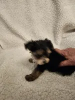 Reece, a female Yorkshire Terrier for sale in Bristol, VA – Photo 2 of 6