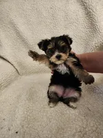 Reece, a female Yorkshire Terrier for sale in Bristol, VA – Photo 6 of 6