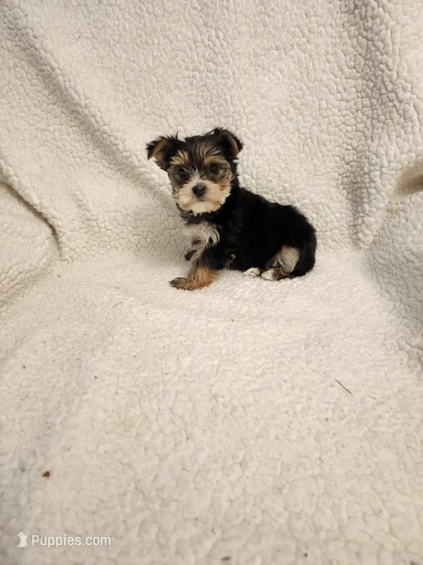 Reece, a female Yorkshire Terrier for sale in Bristol, VA – Photo 1 of 6