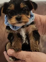 Chester, a male Yorkshire Terrier for sale in Bristol, VA – 8 of 8