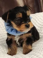 Chester, a male Yorkshire Terrier for sale in Bristol, VA – 4 of 8