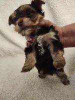 Lulu, a female Yorkshire Terrier for sale in Bristol, VA – Photo 5 of 5