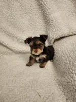 Lulu, a female Yorkshire Terrier for sale in Bristol, VA – Photo 4 of 5