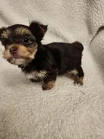 Lulu, a female Yorkshire Terrier for sale in Bristol, VA – Photo 3 of 5