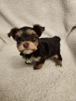 Lulu, a female Yorkshire Terrier for sale in Bristol, VA – Photo 1 of 5