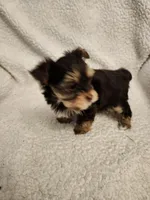 Lulu, a female Yorkshire Terrier for sale in Bristol, VA – Photo 2 of 5