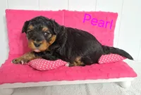 Pearl, a female Miniature Aussiedoodle for sale in Polson, MT – 2 of 3