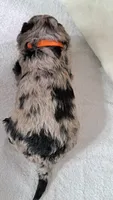 Onyx , a male Miniature Aussiedoodle for sale in Polson, MT – 3 of 3