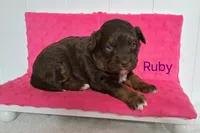 Ruby, a female Miniature Aussiedoodle for sale in Polson, MT – 3 of 3