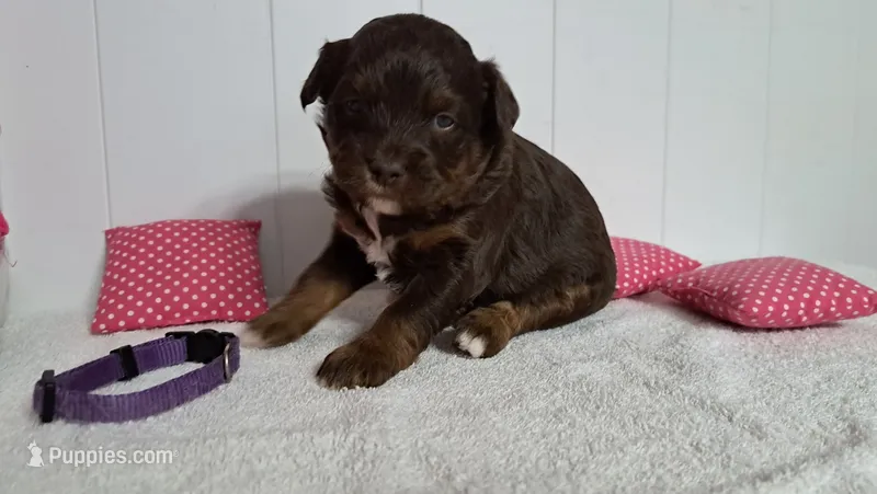 Ruby – Miniature Aussiedoodle puppy for sale in Polson, MT