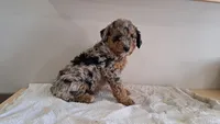 Onyx, a male Miniature Aussiedoodle for sale in Polson, MT – 2 of 2