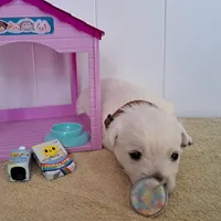 Thunder , a male West Highland White Terrier for sale in Polson, MT – Photo 4 of 5