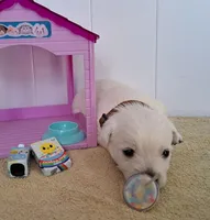 Thunder , a male West Highland White Terrier for sale in Polson, MT – Photo 3 of 3