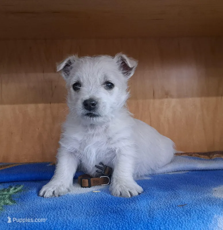 Thunder  – West Highland White Terrier puppy for sale in Polson, MT