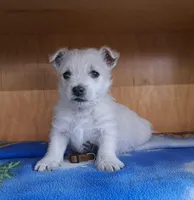 Thunder , a male West Highland White Terrier for sale in Polson, MT – Photo 1 of 5