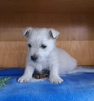 Thunder , a male West Highland White Terrier for sale in Polson, MT – Photo 5 of 5