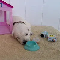 Thunder , a male West Highland White Terrier for sale in Polson, MT – Photo 2 of 5