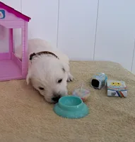 Thunder , a male West Highland White Terrier for sale in Polson, MT – Photo 1 of 3