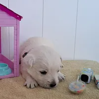 Thunder , a male West Highland White Terrier for sale in Polson, MT – Photo 3 of 5