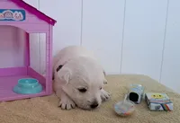 Thunder , a male West Highland White Terrier for sale in Polson, MT – Photo 2 of 3