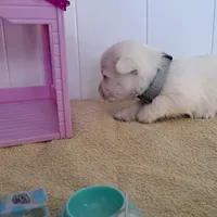Storm, a male West Highland White Terrier for sale in Polson, MT – Photo 3 of 4
