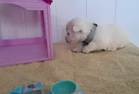 Storm, a male West Highland White Terrier for sale in Polson, MT – Photo 2 of 3