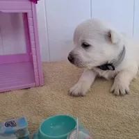 Storm, a male West Highland White Terrier for sale in Polson, MT – Photo 2 of 4