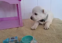 Storm, a male West Highland White Terrier for sale in Polson, MT – Photo 1 of 3