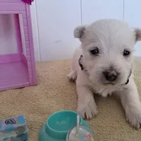 Storm, a male West Highland White Terrier for sale in Polson, MT – Photo 4 of 4