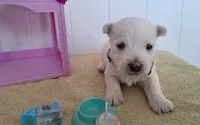 Storm, a male West Highland White Terrier for sale in Polson, MT – Photo 3 of 3