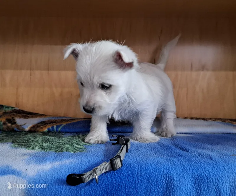 Storm – West Highland White Terrier puppy for sale in Polson, MT