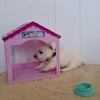 Bolt, a male West Highland White Terrier for sale in Polson, MT – Photo 5 of 6