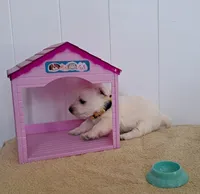 Bolt, a male West Highland White Terrier for sale in Polson, MT – Photo 2 of 2