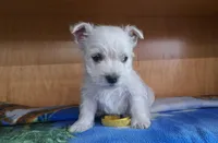 Bolt, a male West Highland White Terrier for sale in Polson, MT – Photo 6 of 6