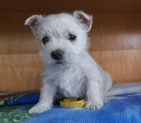 Bolt, a male West Highland White Terrier for sale in Polson, MT – Photo 2 of 6