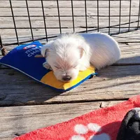 Bolt, a male West Highland White Terrier for sale in Polson, MT – Photo 1 of 6