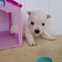 Bolt, a male West Highland White Terrier for sale in Polson, MT – Photo 3 of 6