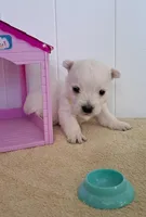 Bolt, a male West Highland White Terrier for sale in Polson, MT – Photo 1 of 2