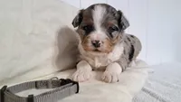 Jasper , a male Miniature Aussiedoodle for sale in Polson, MT – 3 of 4