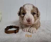 Flint , a male Miniature Aussiedoodle for sale in Polson, MT – 2 of 3