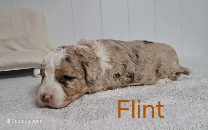 Flint  – Miniature Aussiedoodle puppy for sale in Polson, MT