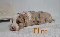 Flint , a male Miniature Aussiedoodle for sale in Polson, MT – 1 of 3